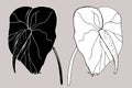Calla Lily flowers, bud and leaves in black. Two tropical flowers isolated on a white background Royalty Free Stock Photo