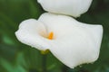 Calla Lily flowers with drops of water after rain, and dark green leaves Royalty Free Stock Photo