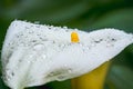 Calla Lily flowers with drops of water after rain, and dark green leaves Royalty Free Stock Photo