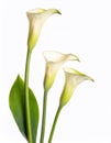 Calla lily flowers isolated on white background. Studio shot. Royalty Free Stock Photo