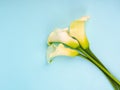 Calla Lily Flowers shot in the studio on a blue background, copy space postcard