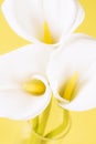 Calla lily flowers Royalty Free Stock Photo