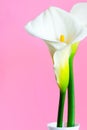 Calla Lily flowers in vase, pink background, vertical banner