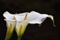 Calla lily flowers white symbolising peace and purity Royalty Free Stock Photo