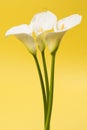 Calla lily flowers yellow background Royalty Free Stock Photo