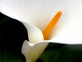 Calla Lily Fullframe Royalty Free Stock Photo