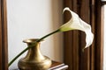 Calla lily in golden vase with soft lighting Royalty Free Stock Photo
