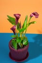 calla lily healthy floriculture houseplant with purple trumpet-like flower, exotic decorative bush, popular gift, love for plants