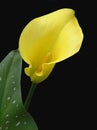 Calla Lily Isolated Royalty Free Stock Photo