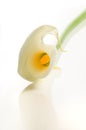 Calla lily, isolated Royalty Free Stock Photo
