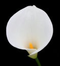 Calla Lily isolated on black background. Zantedeschia aethiopica. Royalty Free Stock Photo