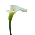 Calla lily isolated on white Royalty Free Stock Photo