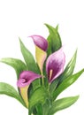 Calla Lily isolated on white background. Watercolor illustration of bouquet. Purple flowers and green leaves. Botanical realistic Royalty Free Stock Photo