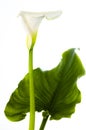 Calla lily with large leaf Royalty Free Stock Photo