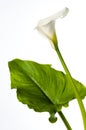 Calla lily with large leaf Royalty Free Stock Photo
