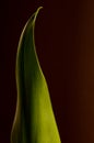 Calla Lily Leaf