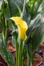 Calla lily with many leaves as floral background Royalty Free Stock Photo