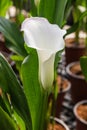 Calla lily with many leaves as floral background Royalty Free Stock Photo