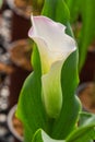 Calla lily with many leaves as floral background Royalty Free Stock Photo