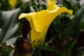 Calla lily with many leaves as floral background Royalty Free Stock Photo