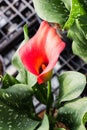 Calla lily with many leaves as floral background Royalty Free Stock Photo