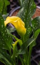 Calla lily with many leaves as floral background Royalty Free Stock Photo