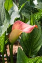 Calla lily with many leaves as floral background Royalty Free Stock Photo