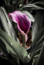 Calla lily with many leaves as floral background Royalty Free Stock Photo