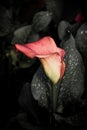 Calla lily with many leaves as floral background Royalty Free Stock Photo