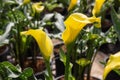 Calla lily with many leaves as floral background Royalty Free Stock Photo