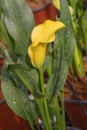 Calla lily with many leaves as floral background Royalty Free Stock Photo