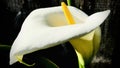 Calla lily, mistakenly called arum, is certainly one of the most beautiful bulb flowers.