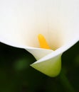 Calla Lily and natural background. Zantedeschia aethiopica.