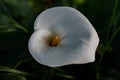 Calla or Lily of the Nile, also called Zantedeschia. Royalty Free Stock Photo