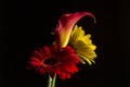 Calla lily with one red and one yellow gerber daisy Royalty Free Stock Photo