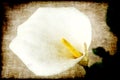 Calla Lily Painting Royalty Free Stock Photo