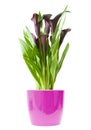 Calla lily plant Royalty Free Stock Photo