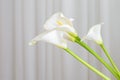 Calla lily plant flowers on a white fabric background Royalty Free Stock Photo