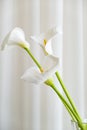 Calla lily plant flowers on a white fabric background Royalty Free Stock Photo