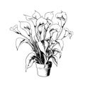Calla lily in pots sketch hand drawn Vector illustration