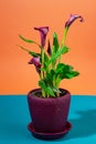 calla lily potted plant, exotic decorative floriculture houseplant with purple trumpet-like flower, popular smart stylish gift Royalty Free Stock Photo