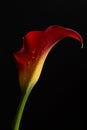 Calla Lily