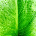 Calla lily refresh green broad leaf with raindrop.