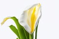 Calla lily spring flowers isolated on white background. ai generative