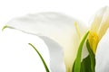 Calla lily spring flowers isolated on white background. ai generative