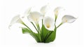 Calla lily spring flowers isolated on white background. Generative AI