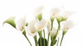 Calla lily spring flowers isolated on white background. Generative AI