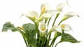 Calla lily spring flowers isolated on white background. Generative AI
