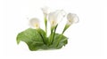 Calla lily spring flowers isolated on white background. Generative AI