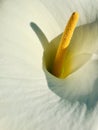 Calla lily. Sunshiny and Shadow Marco photography. Royalty Free Stock Photo